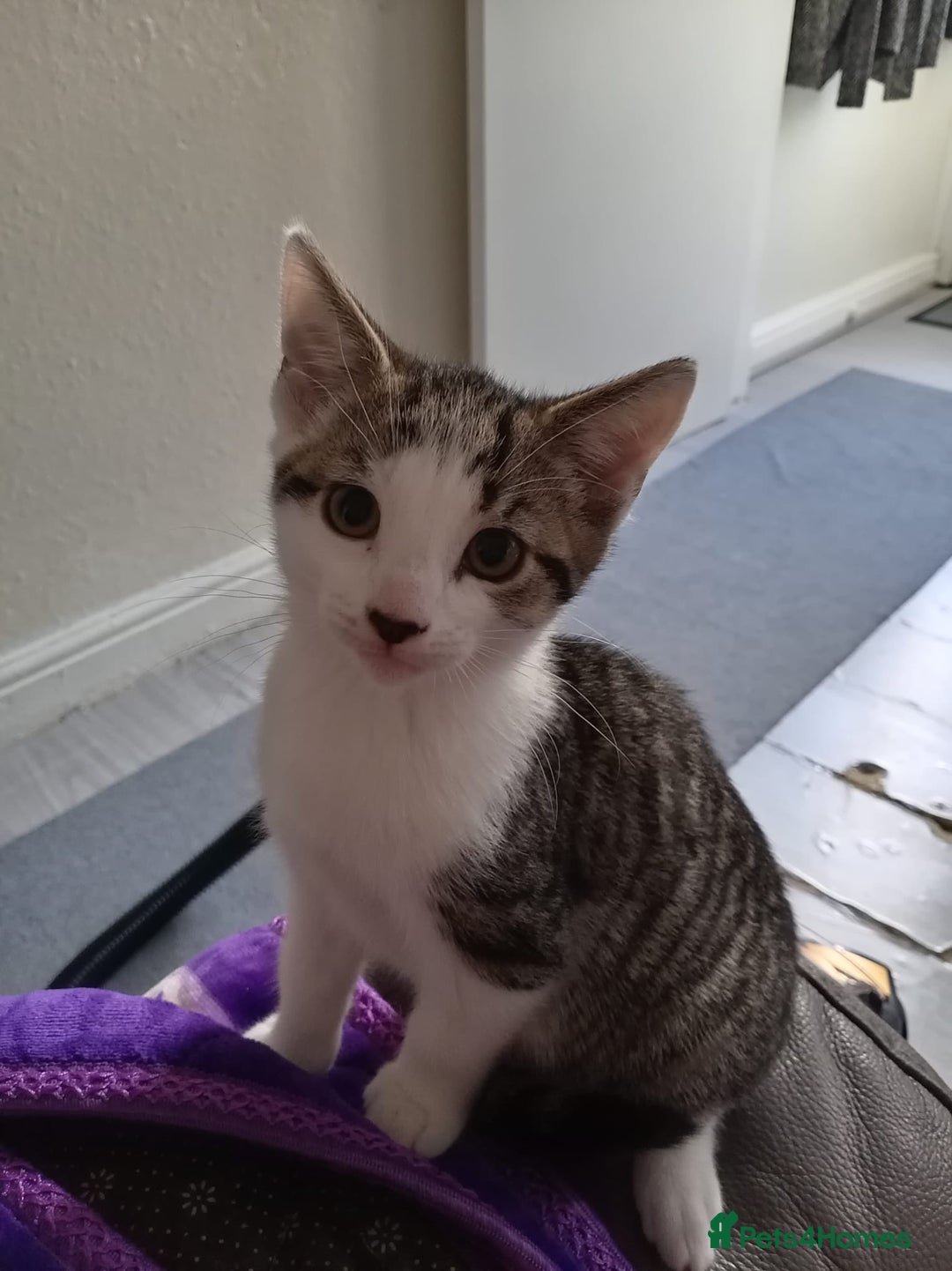 Mixed Breed cats for sale: MIXED BREED TABBY GIRL LAST ONE - Image 3
