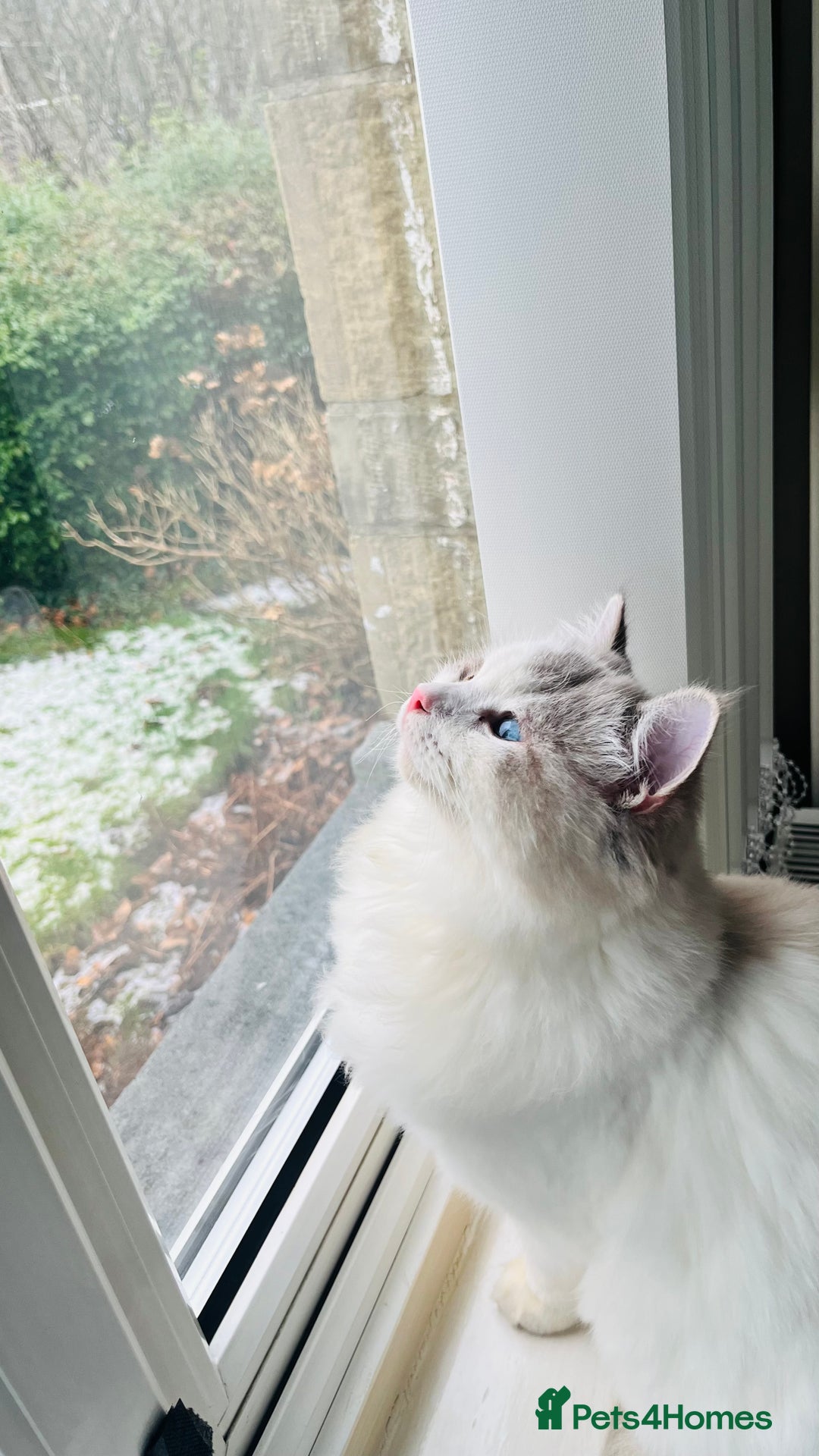 Ragdoll cats for sale: GCCF Pedigree Ragdoll Kitten - Advert 7