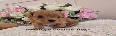 Cavapoochon 4