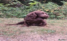 Cockapoo dogs for sale: Cockapoo Puppy - Image 1