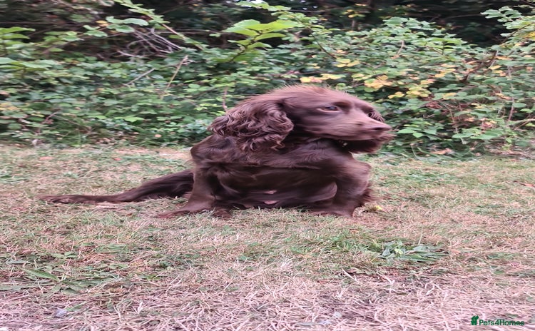 Cockapoo dogs - Advert 9