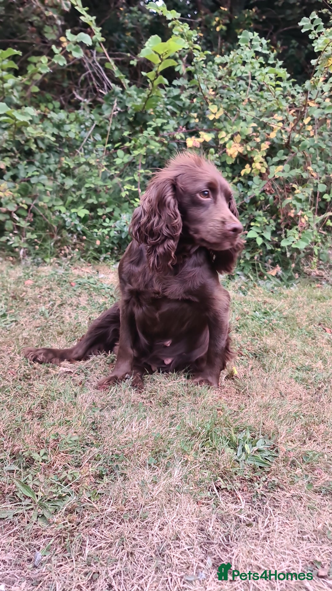 Cockapoo dogs for sale: Cockapoo Puppy - Image 1