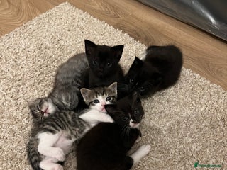 British Shorthair cats - Advert 8