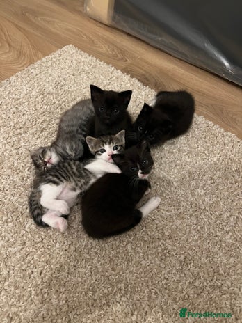 British Shorthair cats - Advert 13