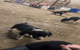 Sprollie dogs for sale: Spoillies  - Advert 2