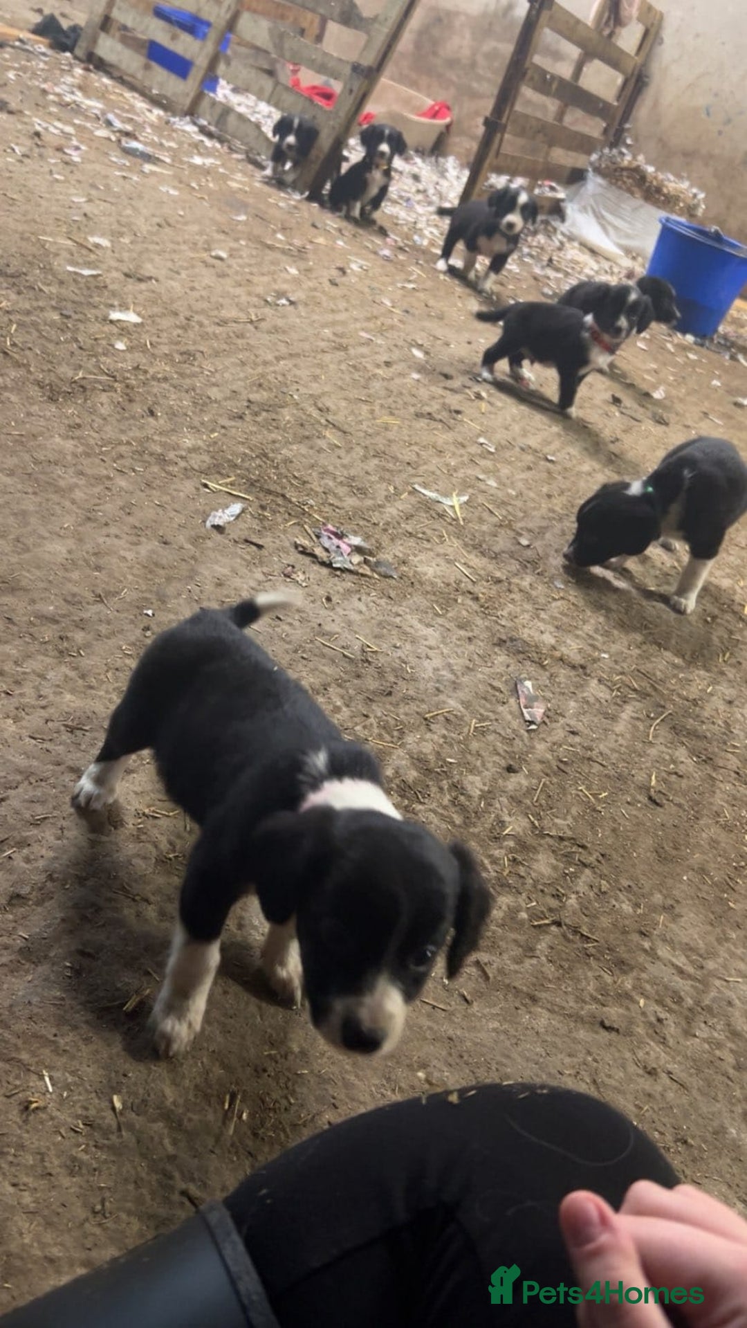 Sprollie dogs for sale: Spoillies  - Advert 2