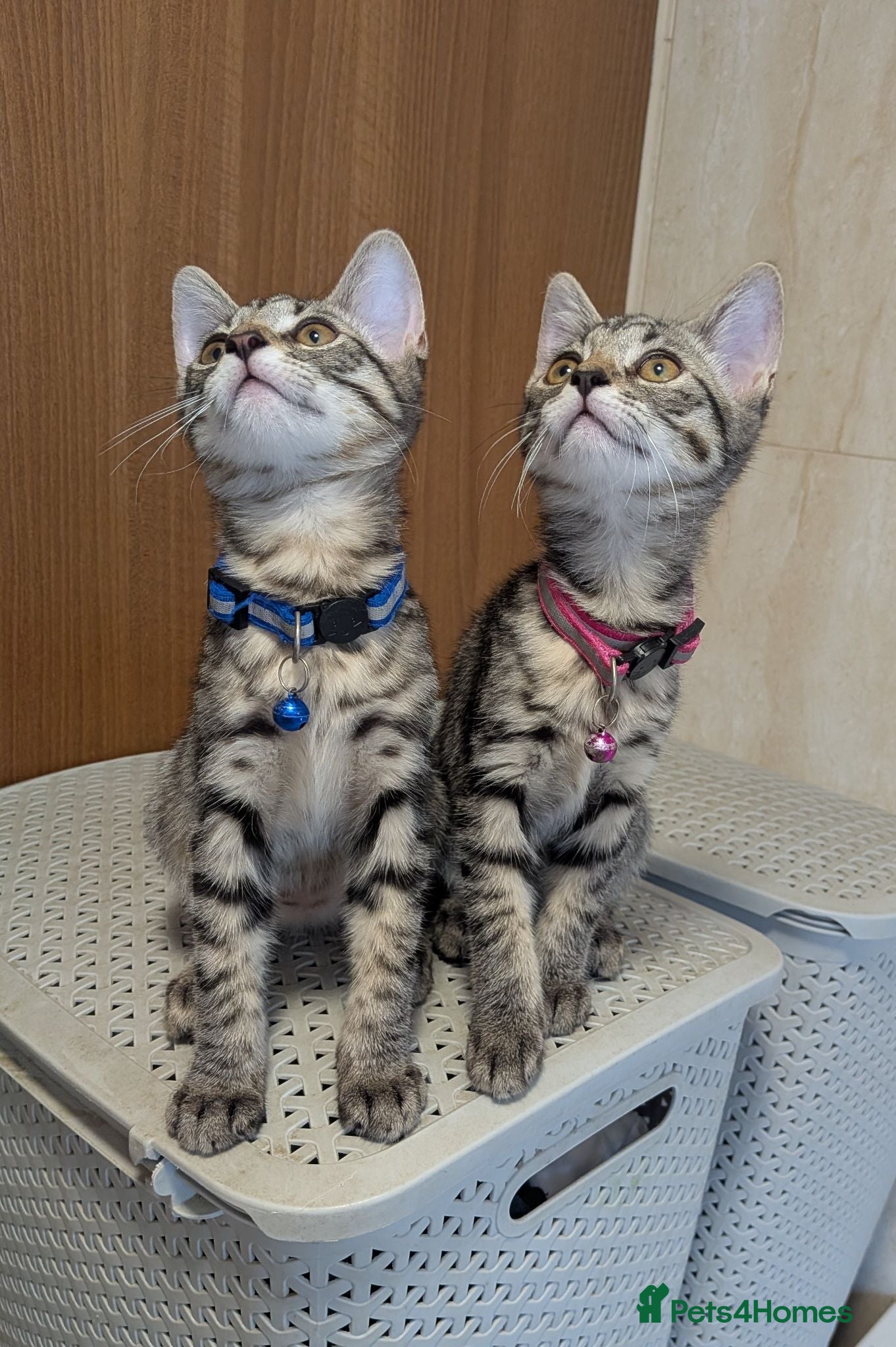 Mixed Breed cats Adorable kittens in London(SE18)😻😍😻 - Advert 1