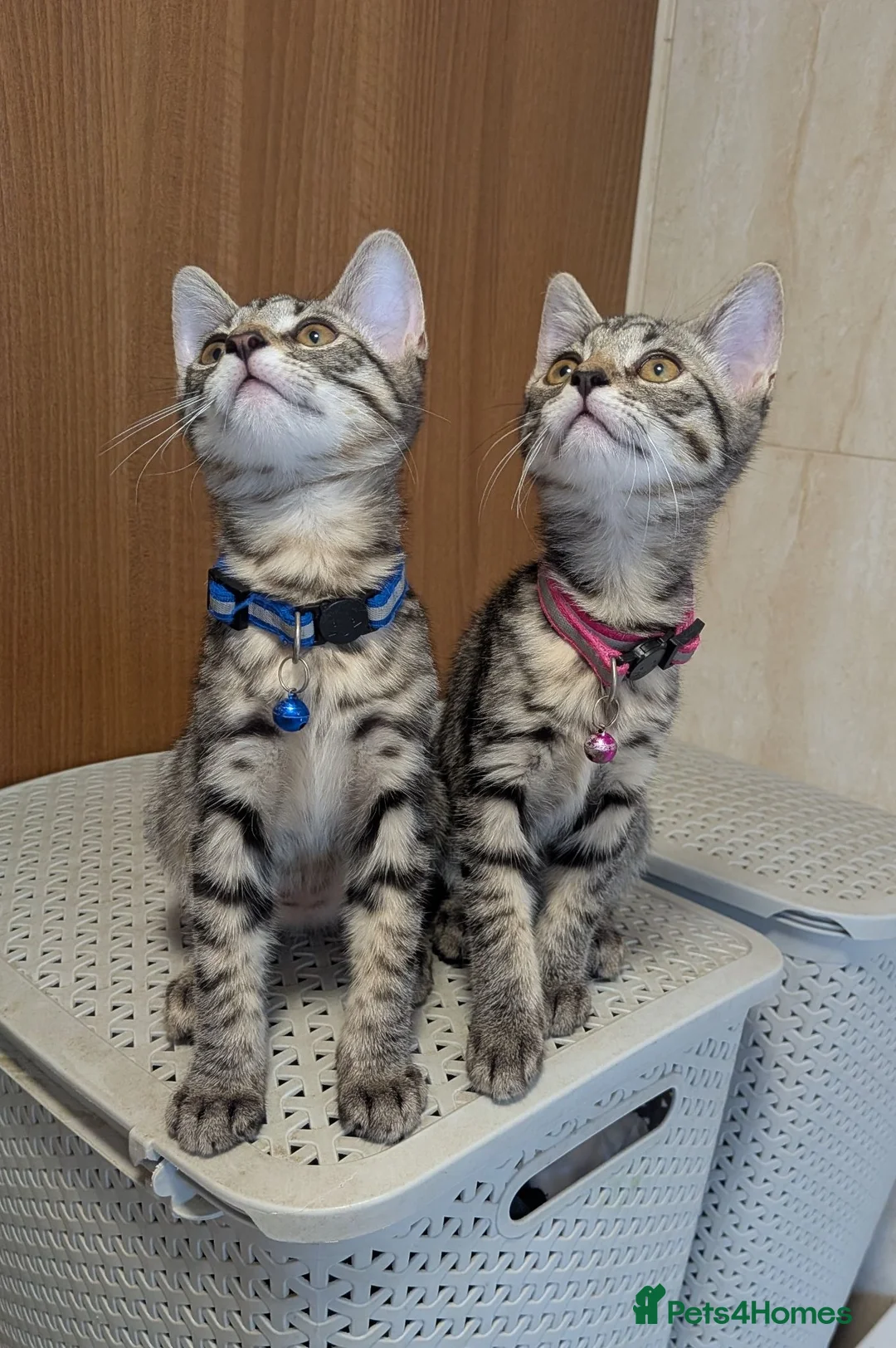 Mixed Breed cats for sale: Adorable kittens in London(SE18)😻😍😻 - Advert 1