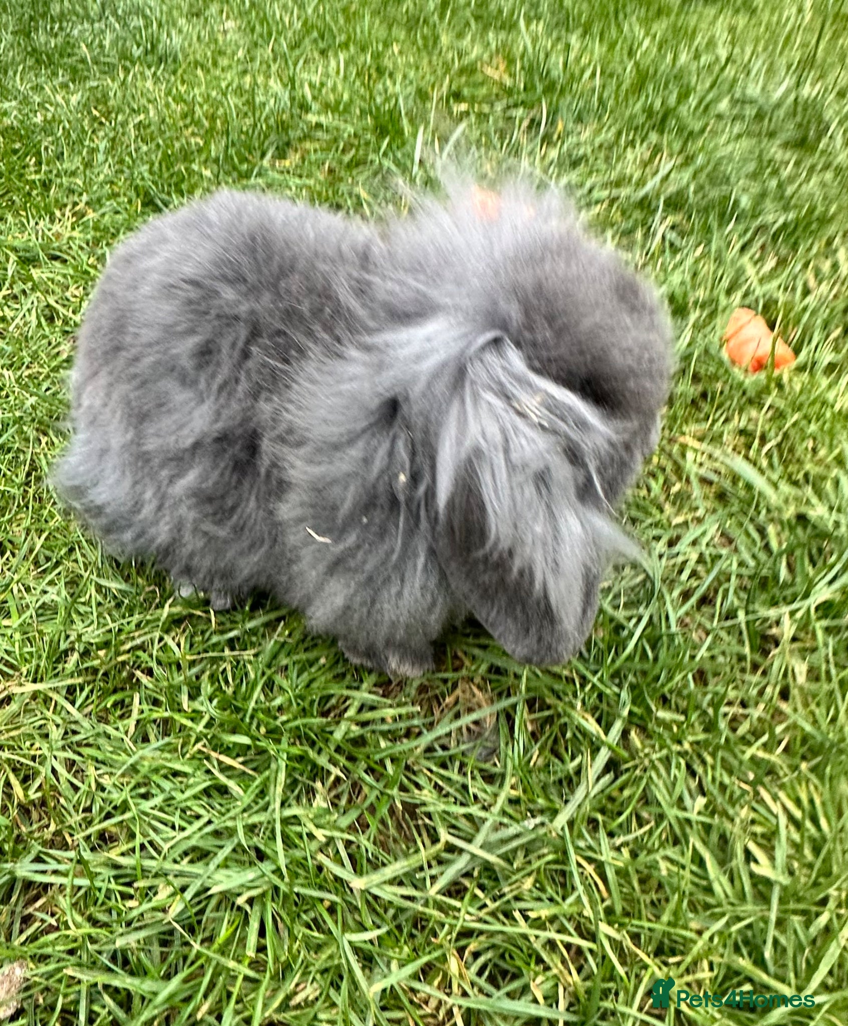 Mixed Breed rabbits Rabbits for sale - Advert 1