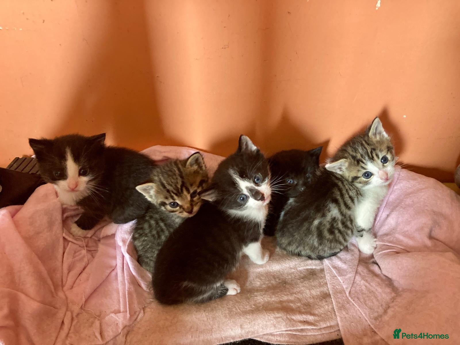Mixed Breed cats Kittens looking for loving new home - Advert 2