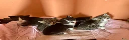 Mixed Breed cats for sale: Kittens looking for loving new home in Carmarthen - Advert 1
