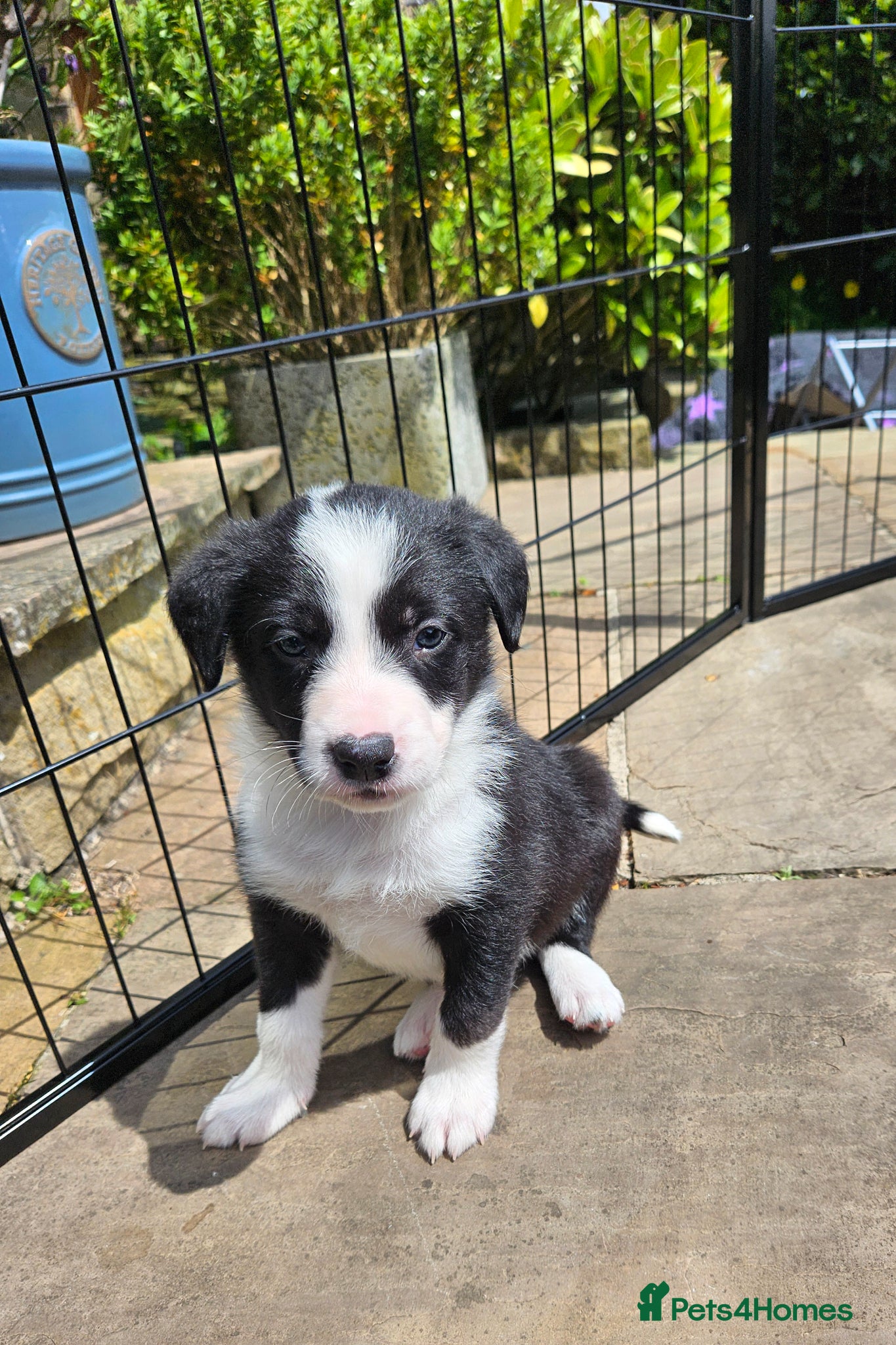 Border Collie dogs 🔥Unique tri border collie pups 🔥 - Advert 2