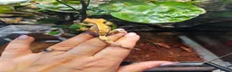 Gecko reptiles for sale: Crested gecko - Advert 2
