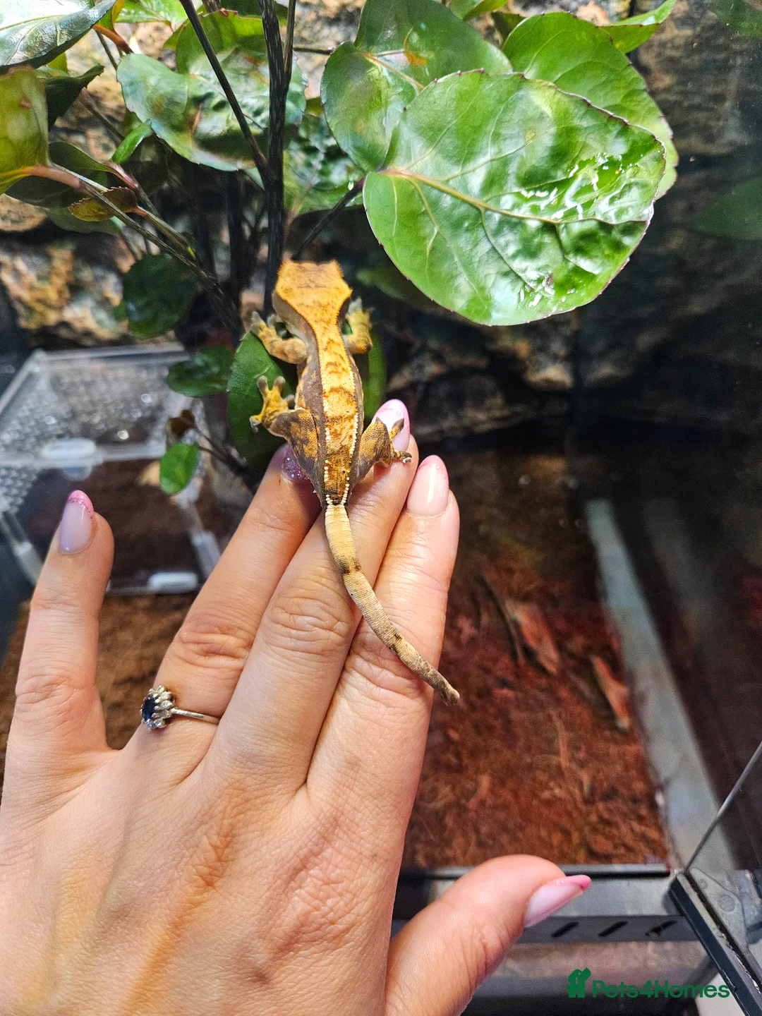 Gecko reptiles for sale: Crested gecko - Advert 2