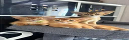 Abyssinian cats for sale: TICA Abyssinian kittens  - Advert 7