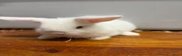 Mini Lop rabbits for sale: Gorgeous baby mini lops ready to leave  - Advert 3