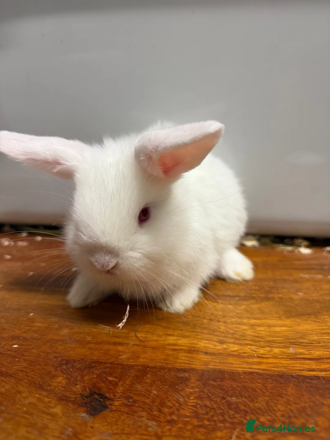 Mini Lop rabbits for sale: Gorgeous baby mini lops ready to leave  - Advert 3