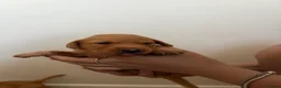 Labrador Retriever dogs for sale: 2 FOX RED LABRADOR BOYS LEFT READY NOW  - Advert 33