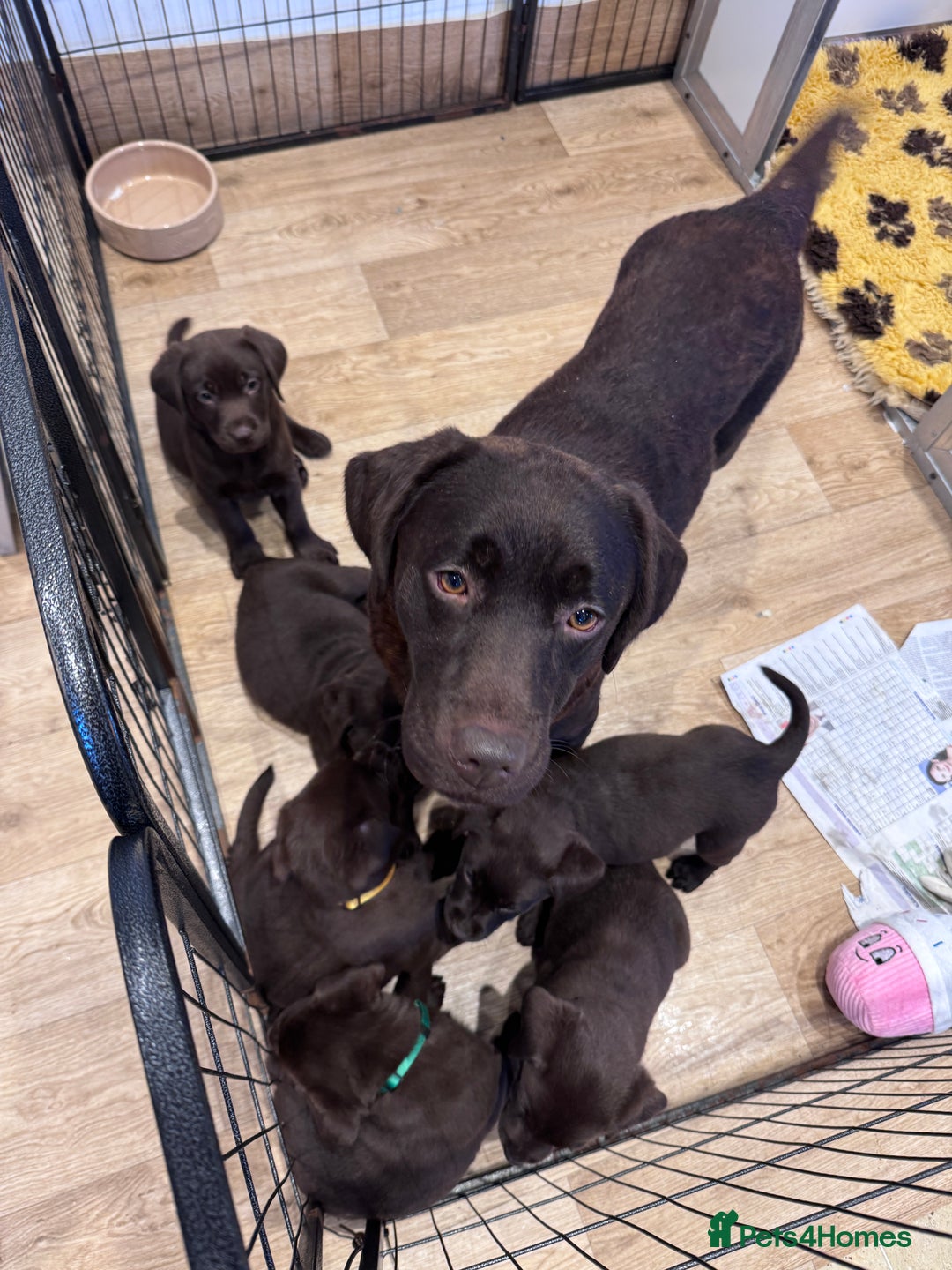 Labrador Retriever dogs for sale: Outstanding Quailty Chocolate Labrador Puppies - Advert 30