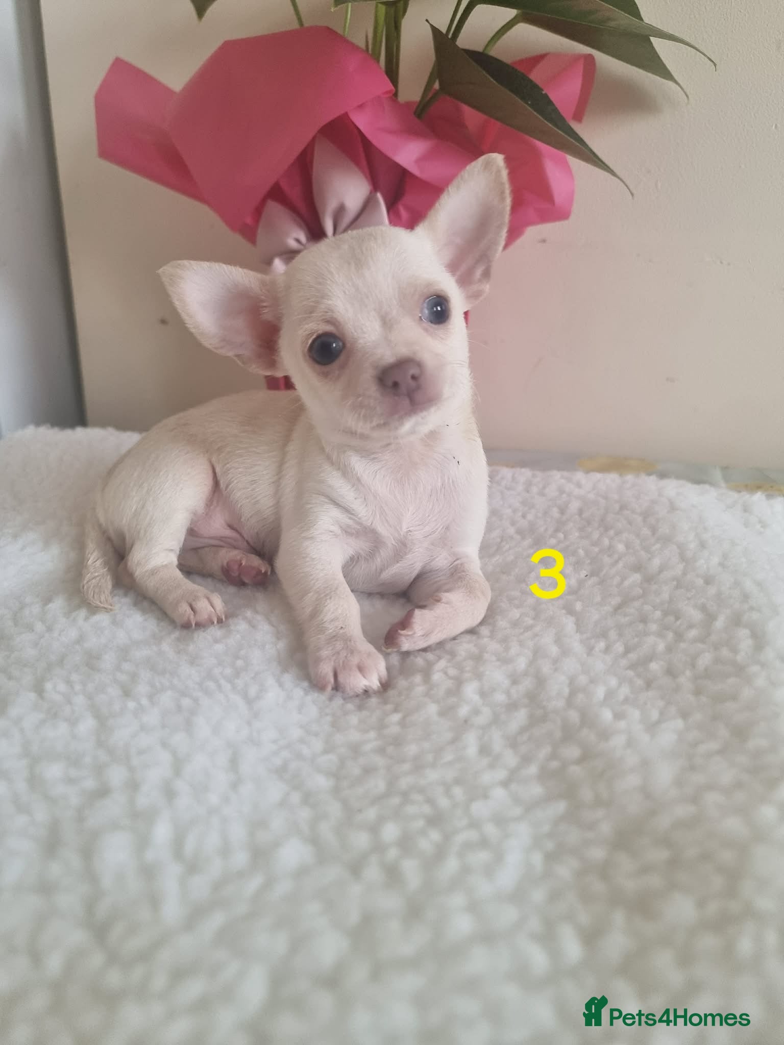 Chihuahua dogs Chihuahua - Advert 1