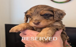 Mixed Breed dogs for sale: Beautiful Miniature Cockerdoodle pups - Image 9