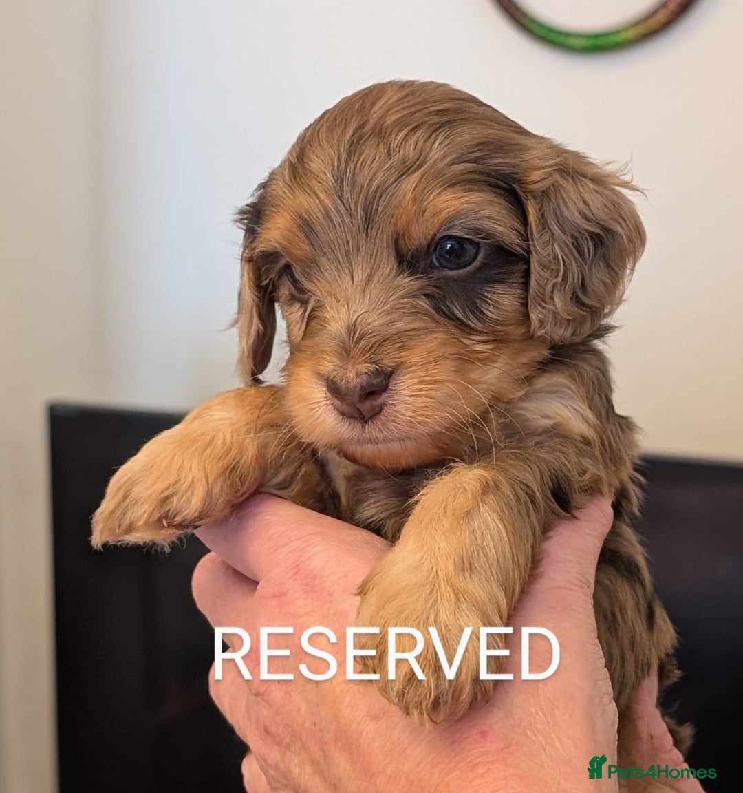 Mixed Breed dogs for sale: Beautiful Miniature Cockerdoodle pups - Image 9