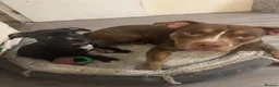 Staffordshire Bull Terrier dogs for sale: Staffordshire bull terrier pups  in Waltham Abbey - Advert 4