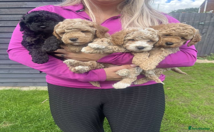 Cavapoo dogs - Advert 3