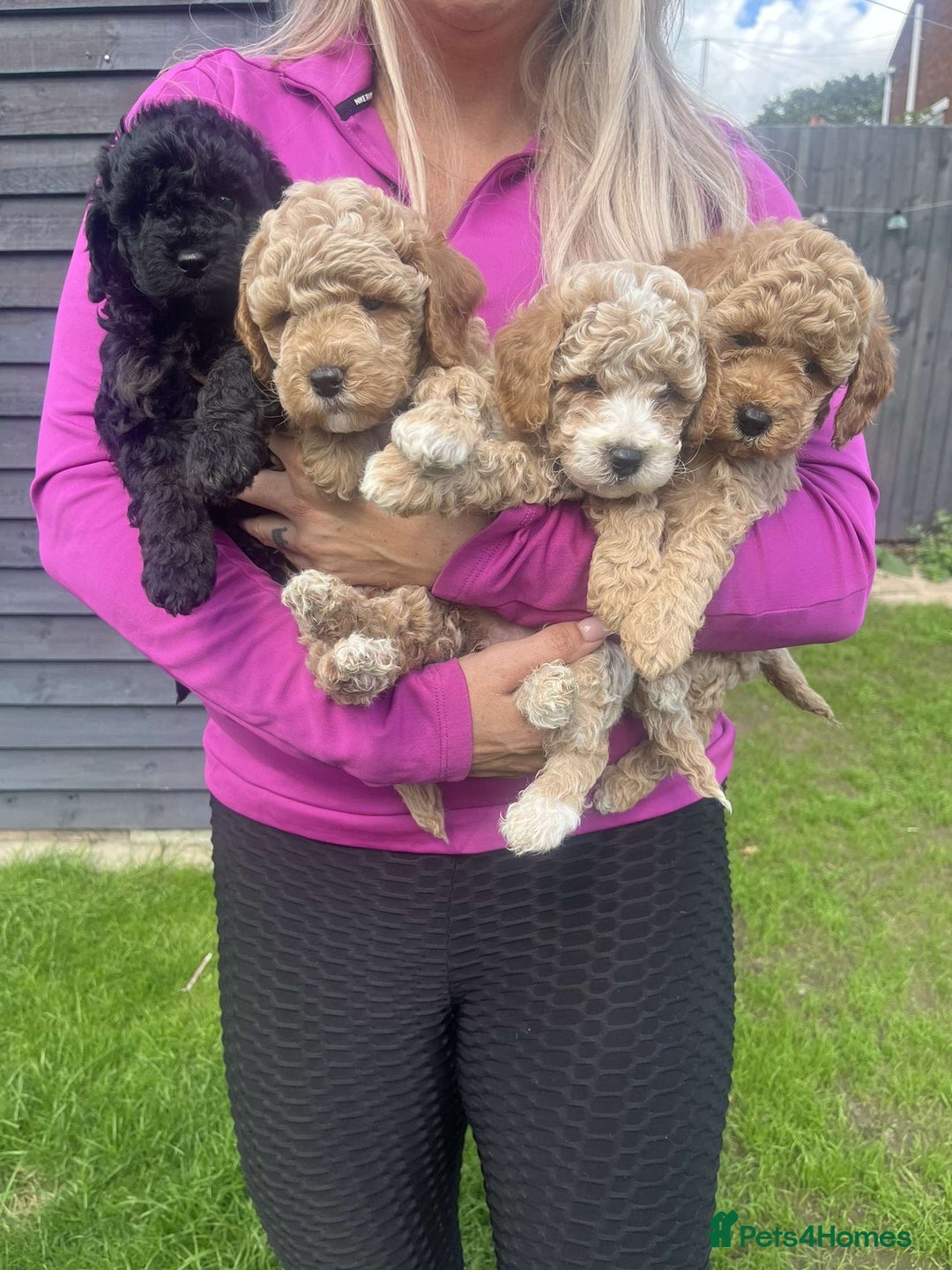 Cavapoo dogs for sale: Cavapoo girls and boys  - Image 1