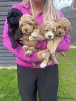 Cavapoo dogs - Advert 3