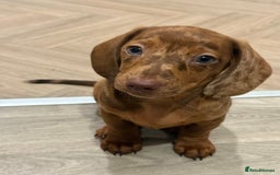 Mixed Breed dogs for sale: Beautiful chilled 3/4 Dacshund puppy - Image 2