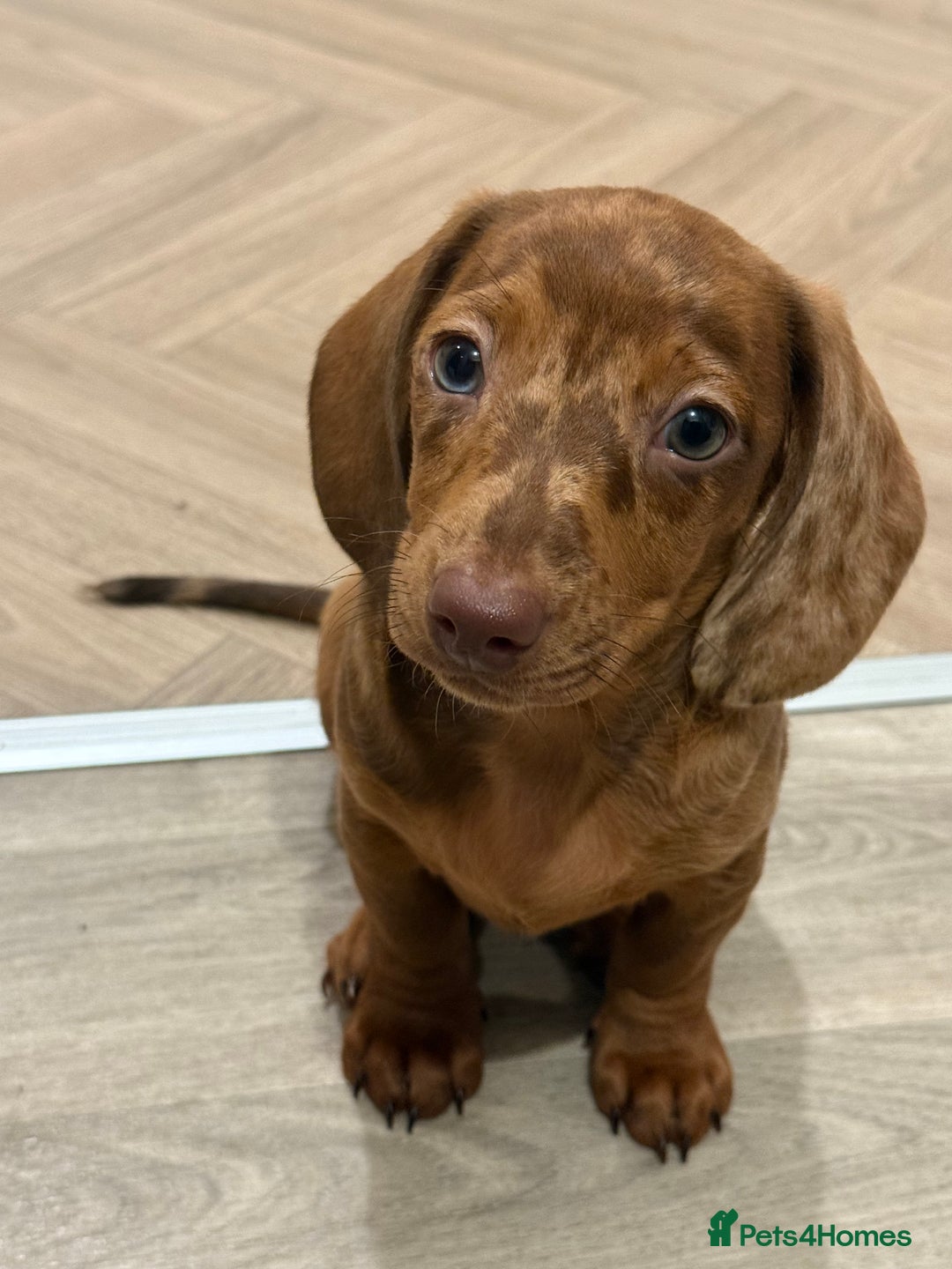 Mixed Breed dogs for sale: Beautiful chilled 3/4 Dacshund puppy - Image 2