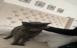 Russian Blue cats for sale: Cats for sale  - Image 5