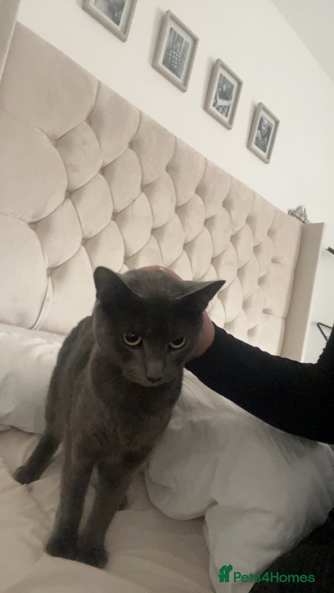 Russian Blue cats for sale: Cats for sale  - Image 5