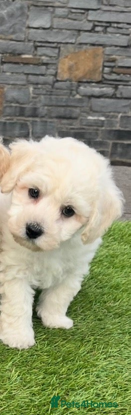 Poochon dogs Poochon Puppies - Advert 2