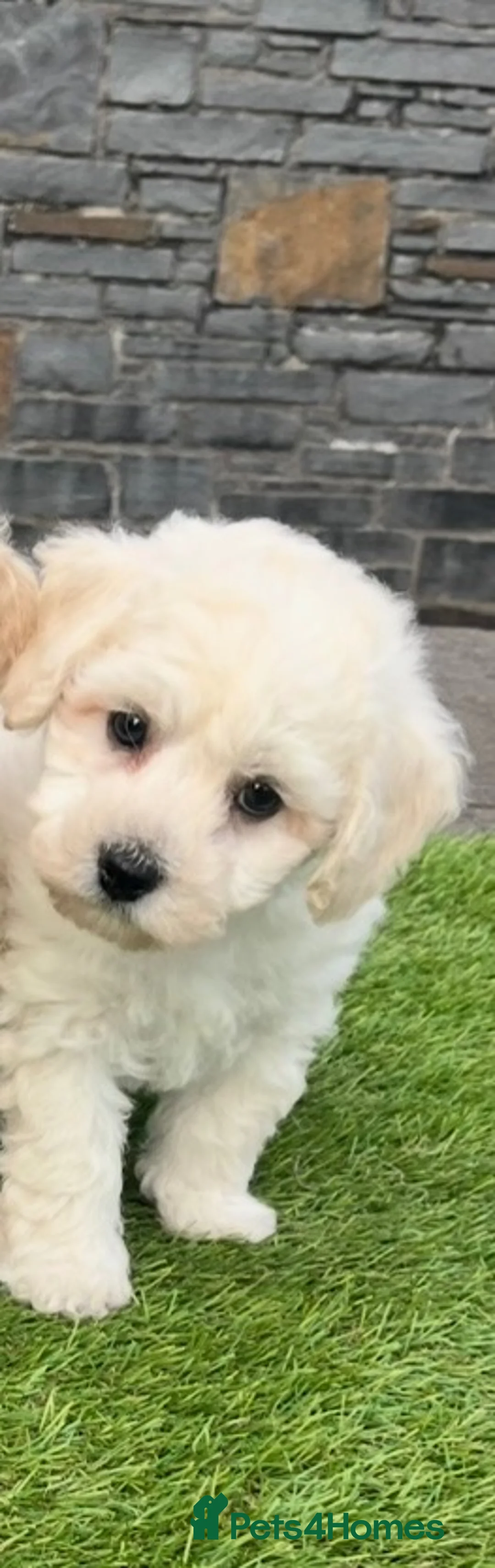 Poochon dogs for sale: Poochon Puppies - Advert 2