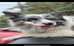 Border Collie dogs for sale: Collie dog  - Image 4