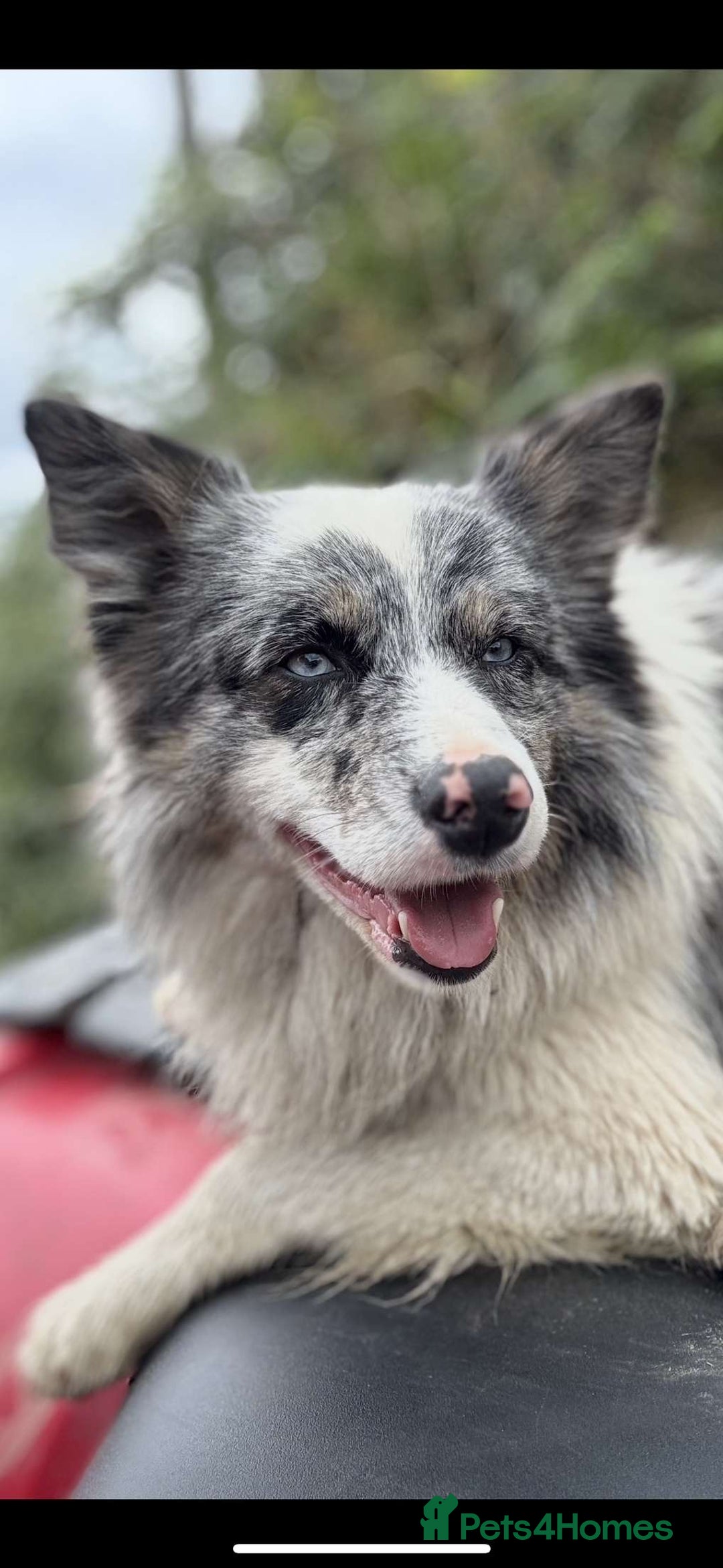 Border Collie dogs for sale: Collie dog  - Image 4