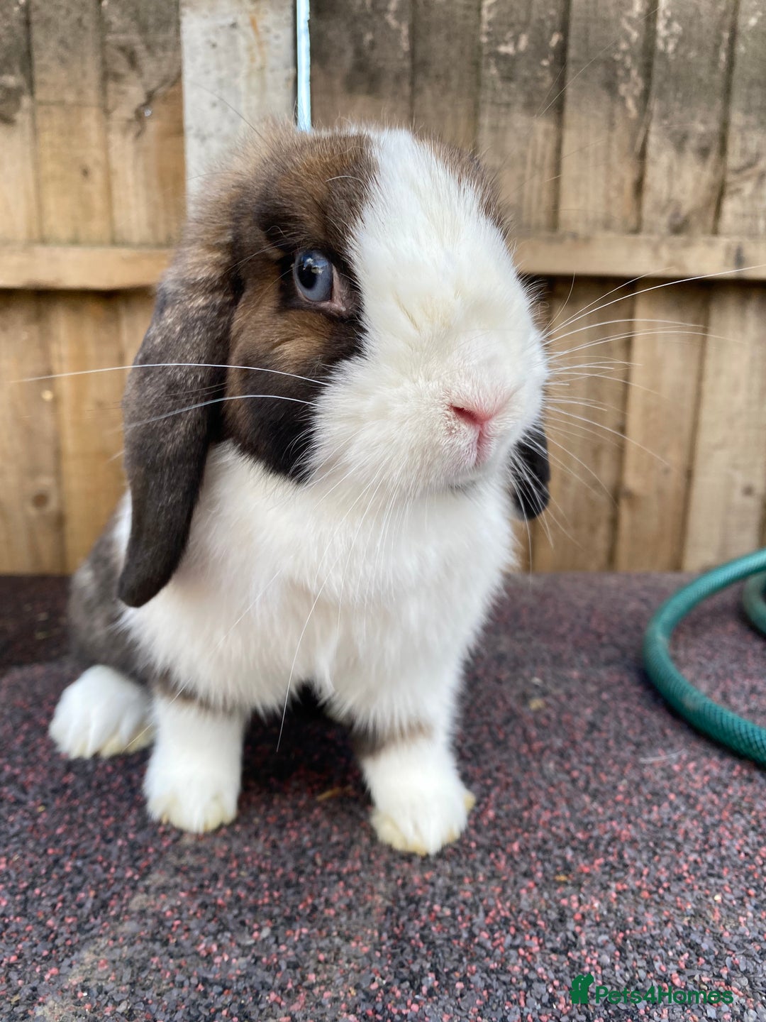 Mini Lop rabbits for sale: Mini lops  - Image 17