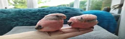 Cockatiels birds for sale: DNA sexed hand tamed cockatiels and Bourkes - Advert 16