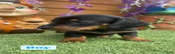 Dachshund dogs for sale: Dachshund Puppies for sale  in Wickford - Advert 6