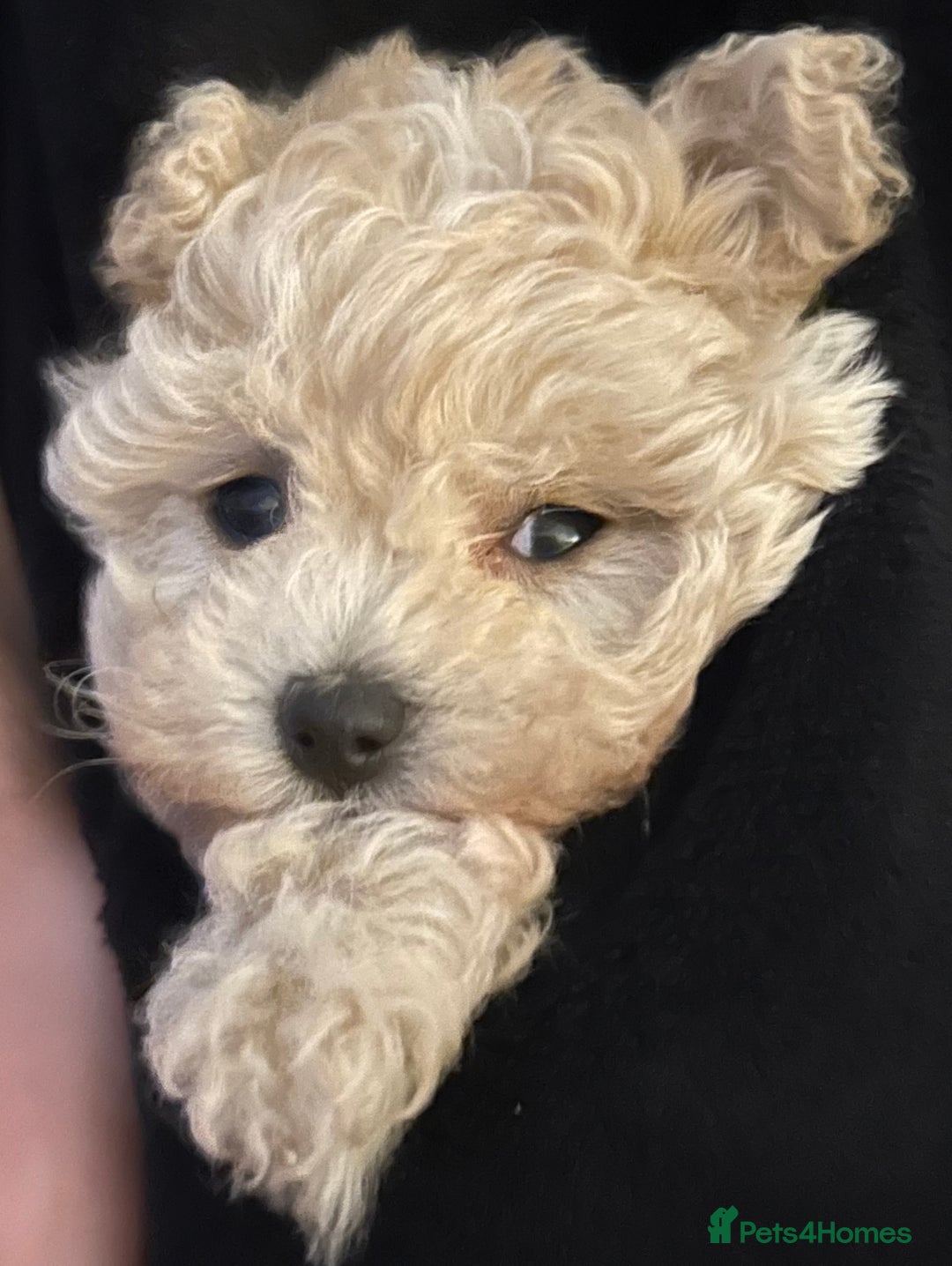 Maltipoo dogs for sale: 2 tiny maltipoo girls left DNA Tested - Image 9