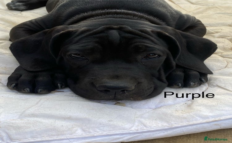 Cane Corso dogs - Advert 1