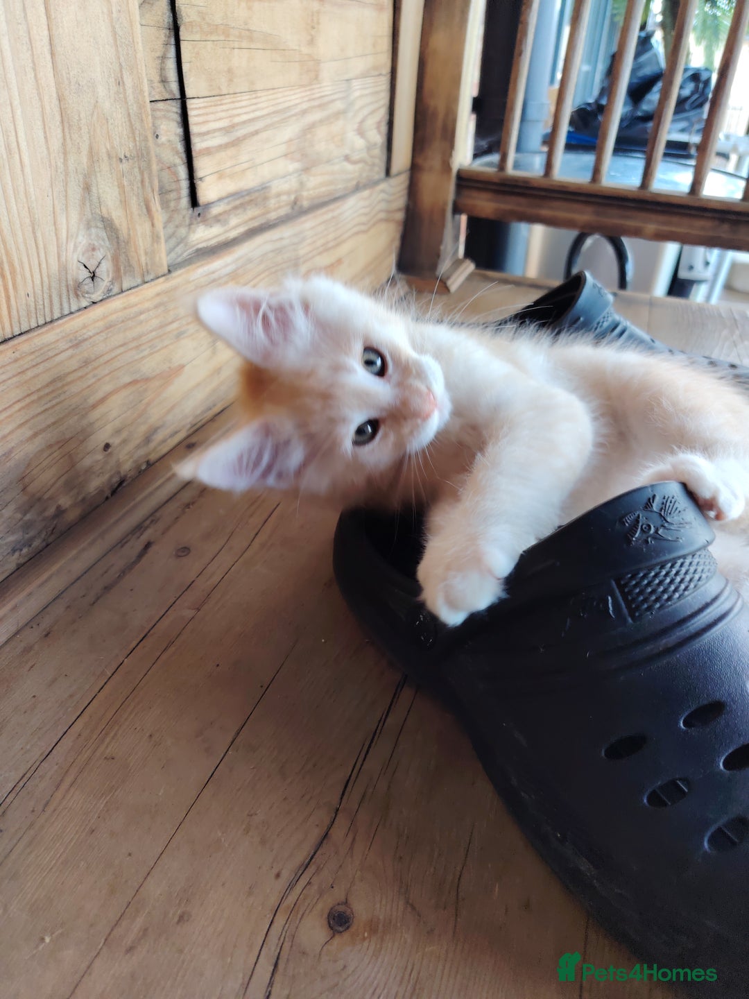 Maine Coon cats for sale: Home raised stunning Mainecoon boys. - Image 19