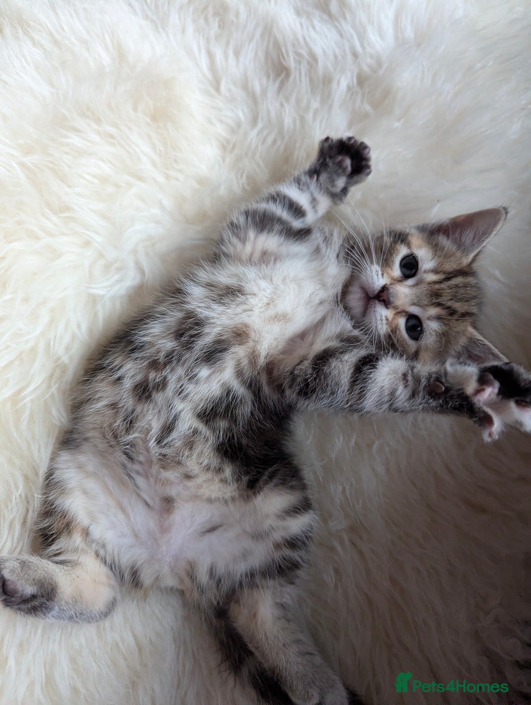 Mixed Breed cats for sale: Gorgeous kittens for sale £250 males £300 females - Advert 33