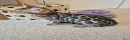 Bengal cats for sale: Stunning Pedigree Bengal Kittens - Advert 15