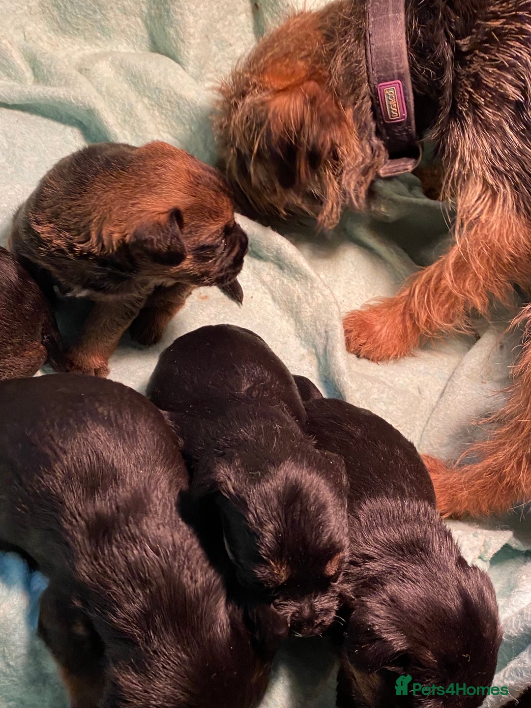 Border Terrier dogs for sale: KCReg Border Terrier Pups - Advert 2