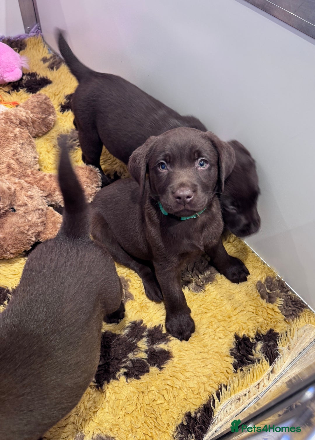 Labrador Retriever dogs for sale: Outstanding Quailty Chocolate Labrador Puppies - Advert 18