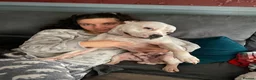 Mixed Breed dogs for stud: Ghost for Stud - Advert 6