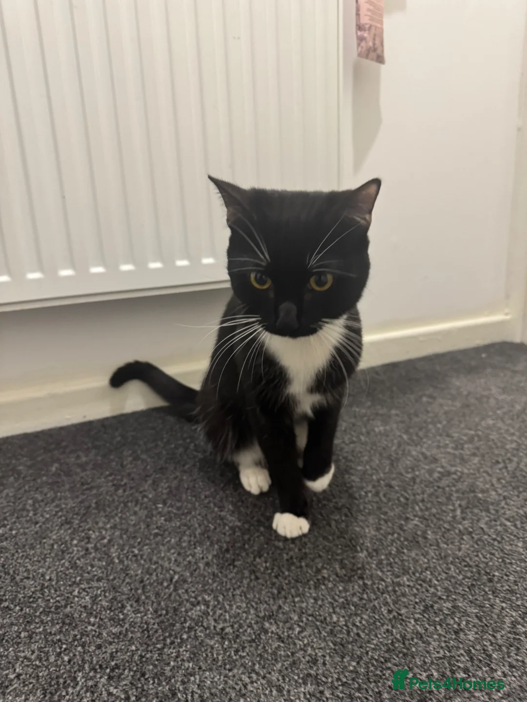 Domestic Shorthair cats for sale: Oreoo in Nottingham - Advert 1